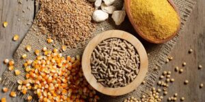 Chế độ dinh dưỡng